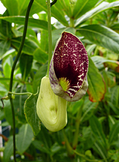elegant Dutchman's pipe